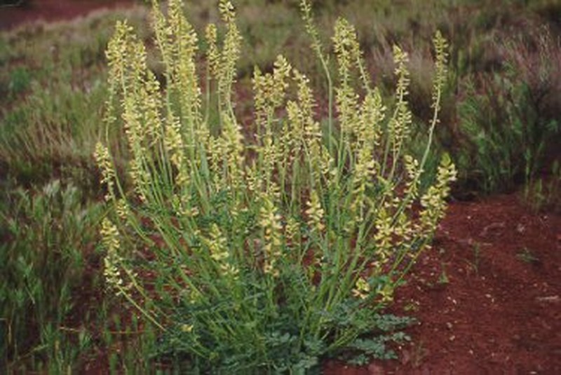 Astragalus ampullarioides