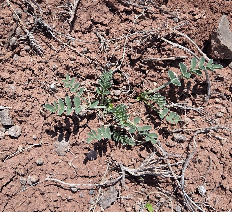 Astragalus ampullarioides photo 3