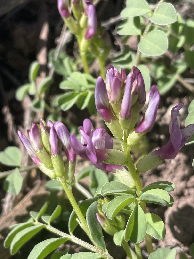 Gumbo Milkvetch