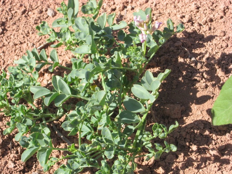 Gumbo Milkvetch photo 2