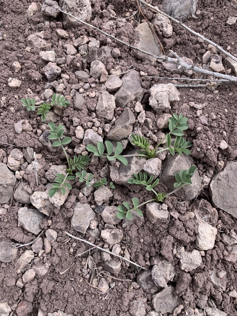 Gumbo Milkvetch photo 3