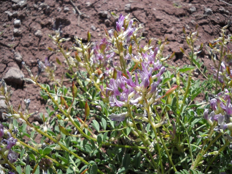 Gumbo Milkvetch photo 4