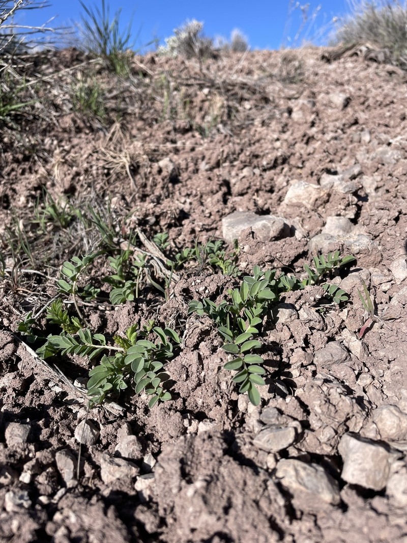 Gumbo Milkvetch photo 5