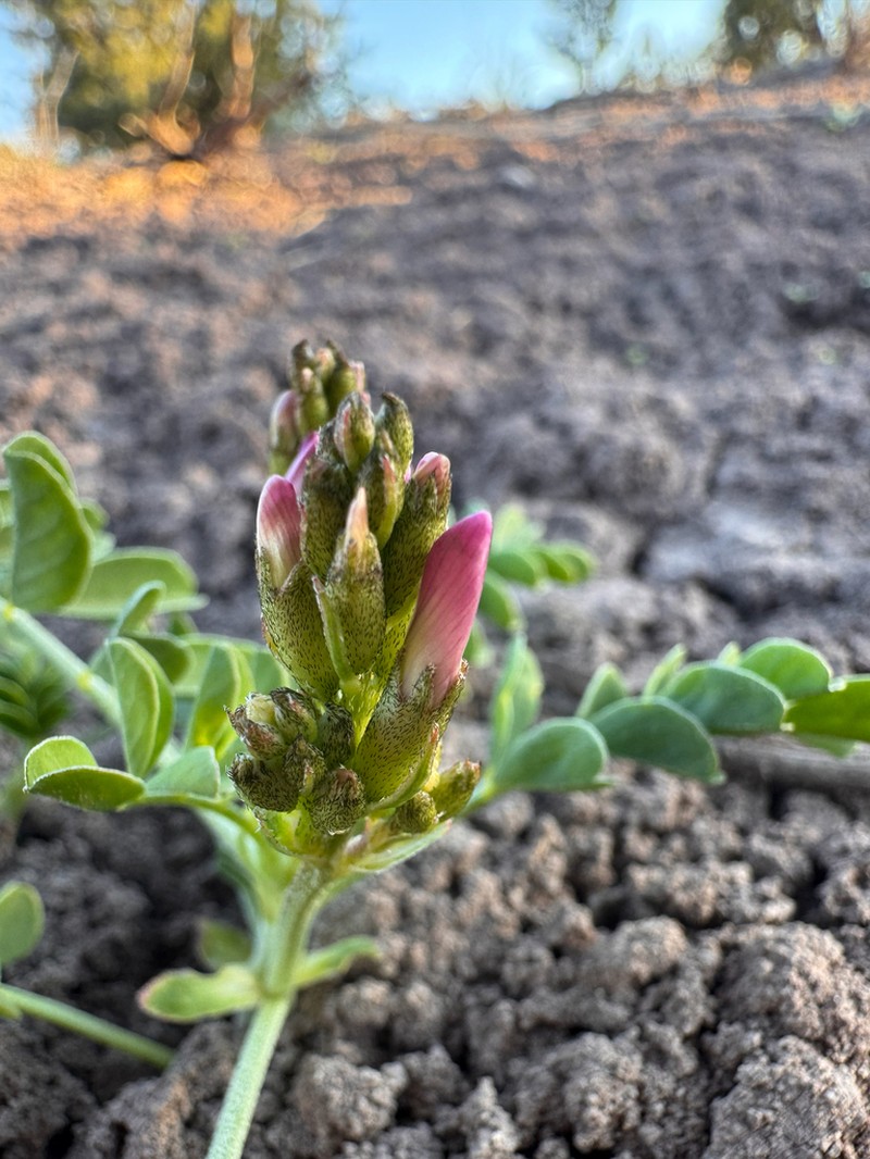 Gumbo Milkvetch photo 6