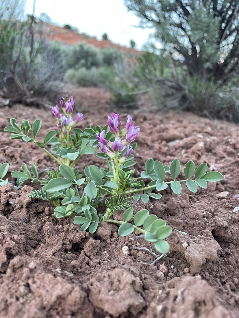 Gumbo Milkvetch photo 7