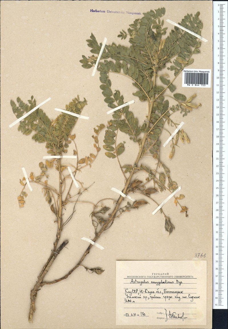 Astragalus amygdalinus