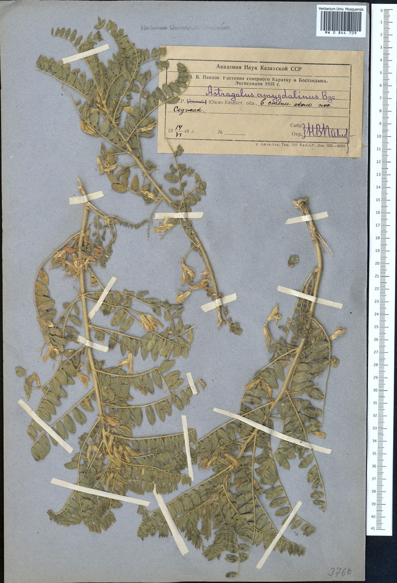 Astragalus amygdalinus photo 2
