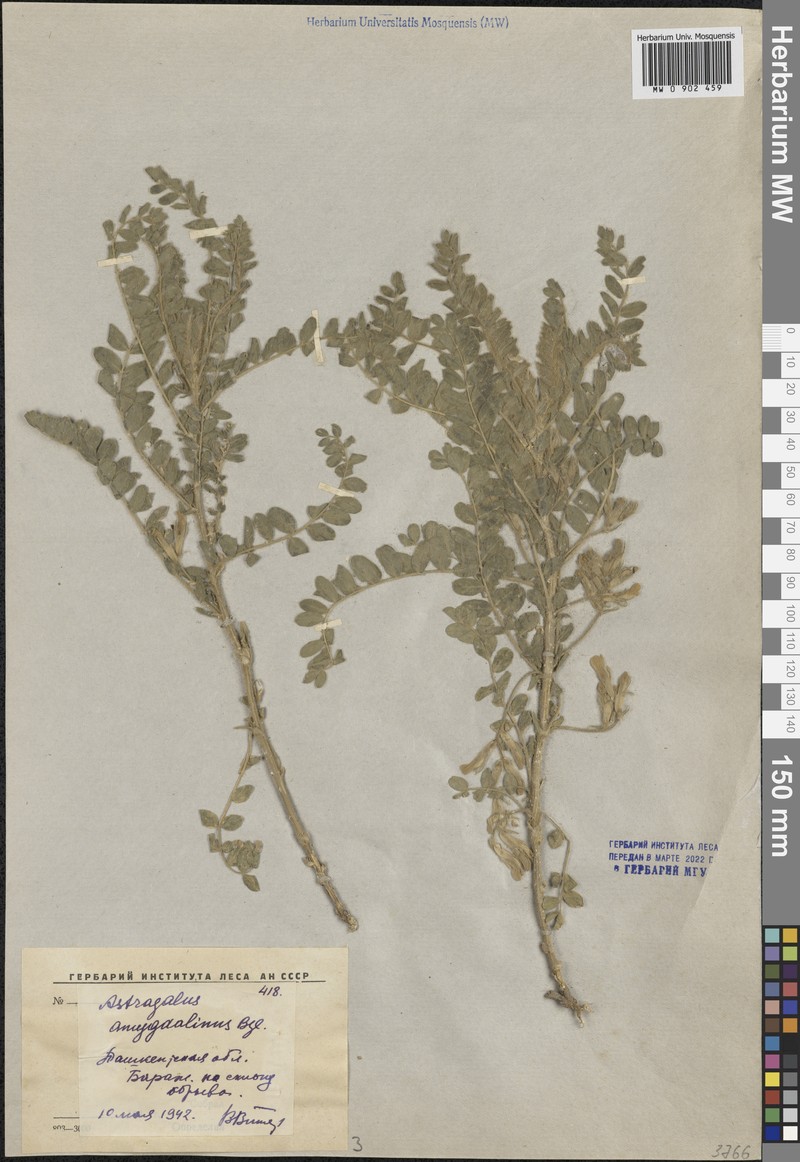 Astragalus amygdalinus photo 3