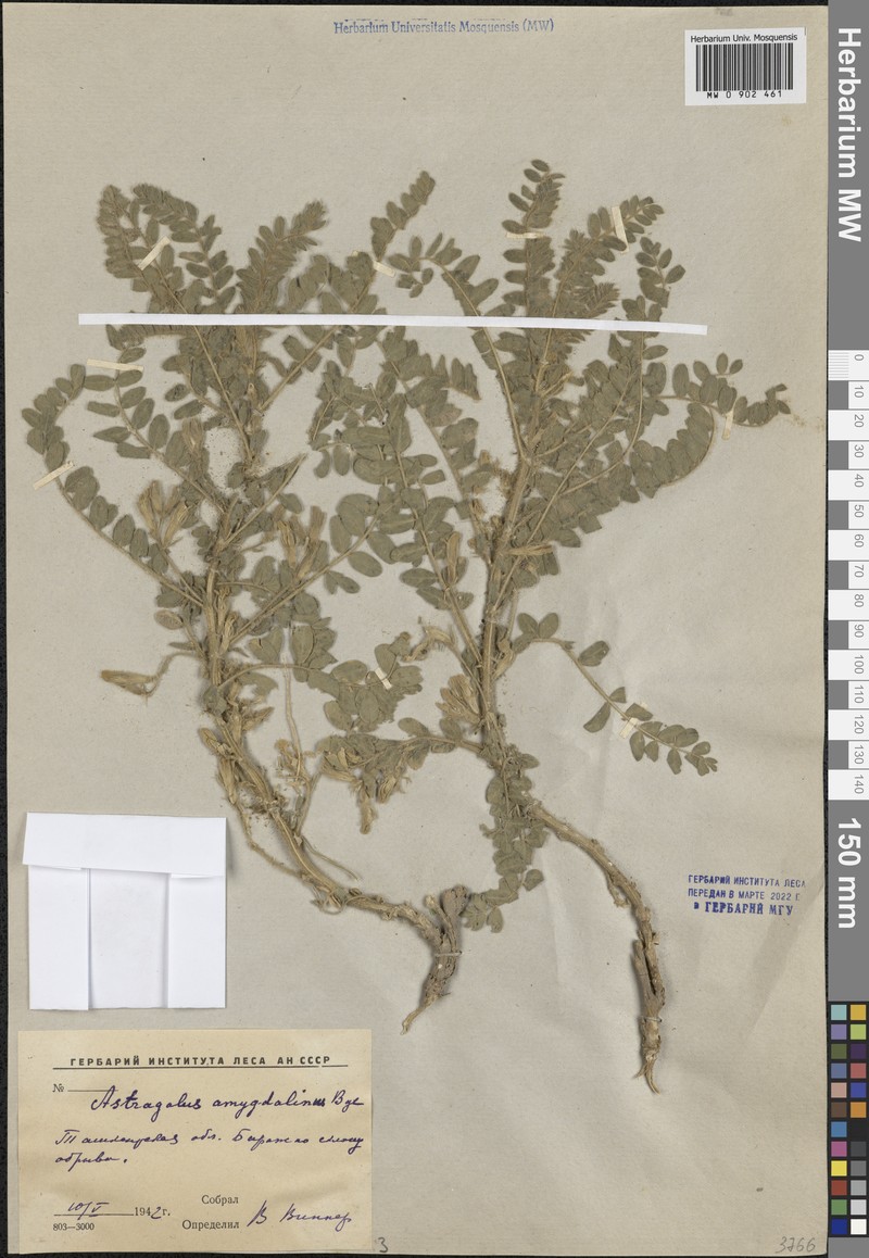 Astragalus amygdalinus photo 4