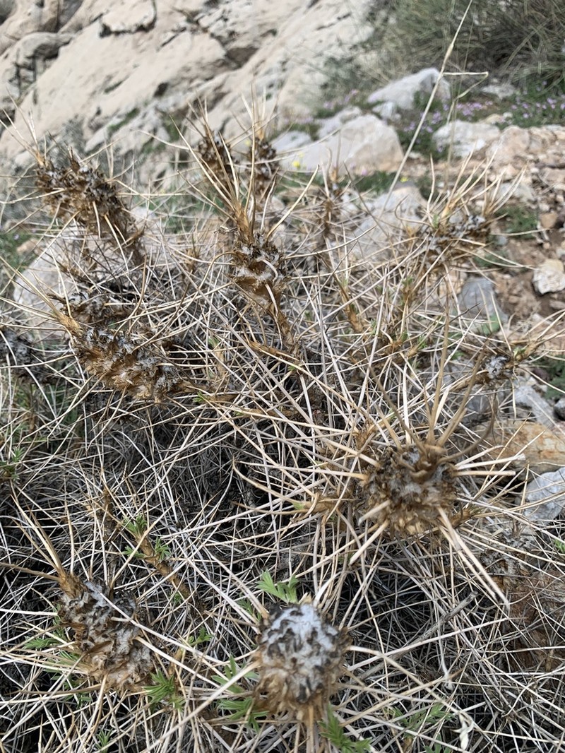 Astragalus andalanicus