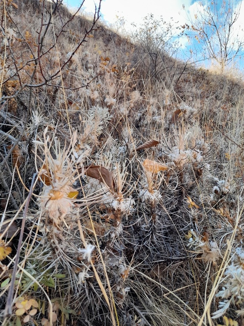 Astragalus andalanicus photo 2