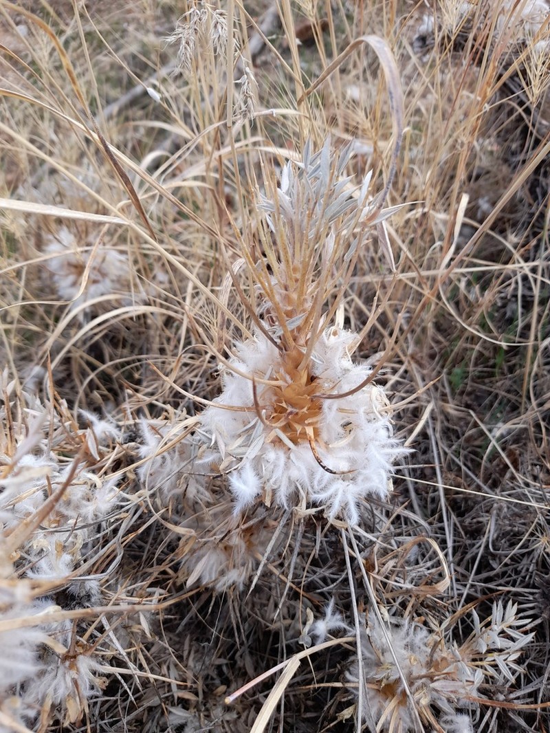 Astragalus andalanicus photo 3