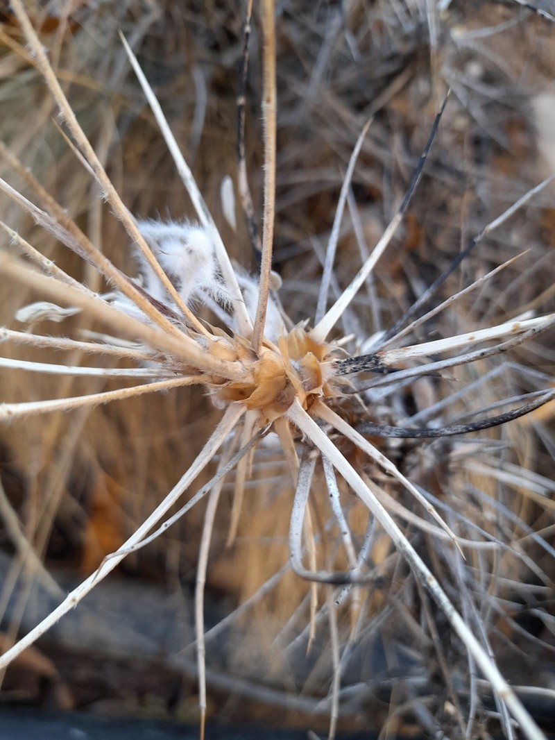 Astragalus andalanicus photo 4