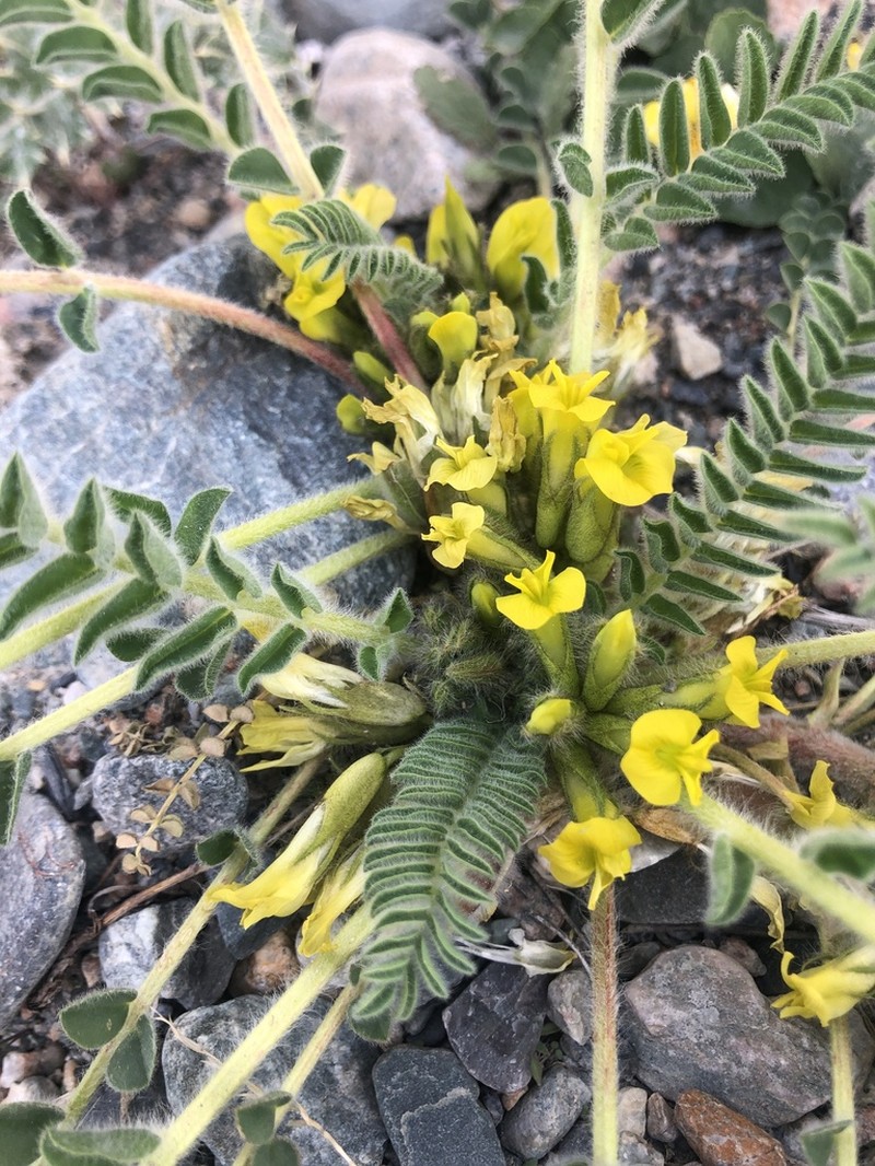 Astragalus andaulgensis