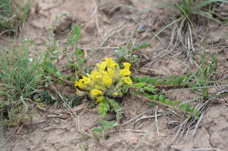 Astragalus andaulgensis photo 2
