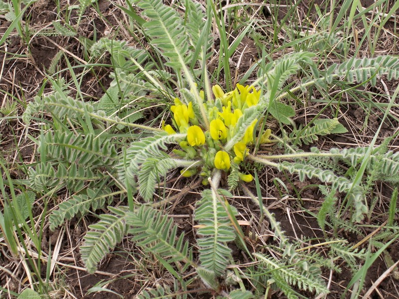 Astragalus andaulgensis photo 3