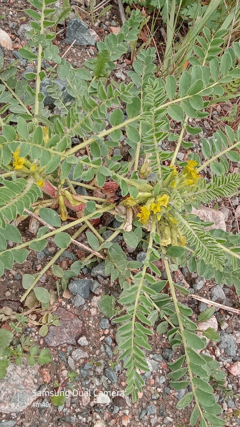 Astragalus andaulgensis photo 4