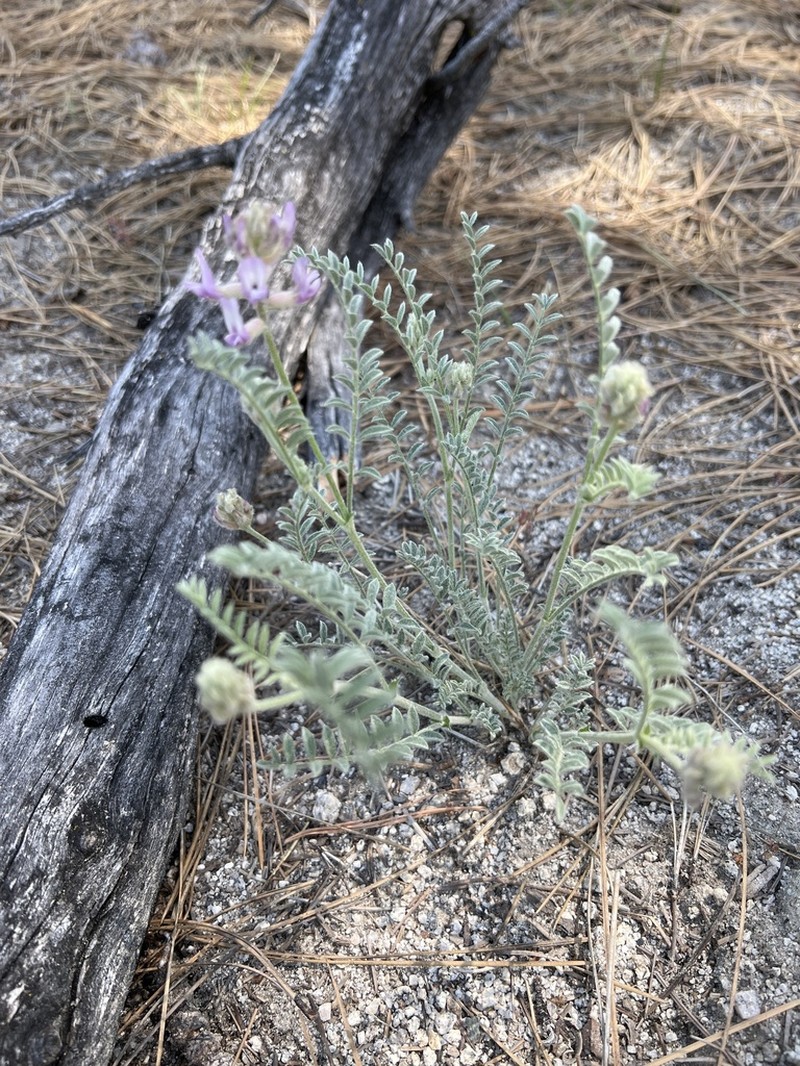Anderson's Milkvetch photo 3