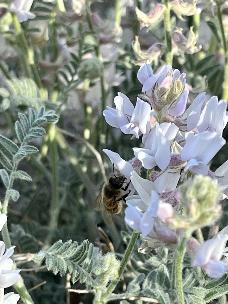 Anderson's Milkvetch photo 4