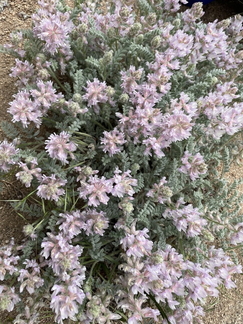 Anderson's Milkvetch photo 5
