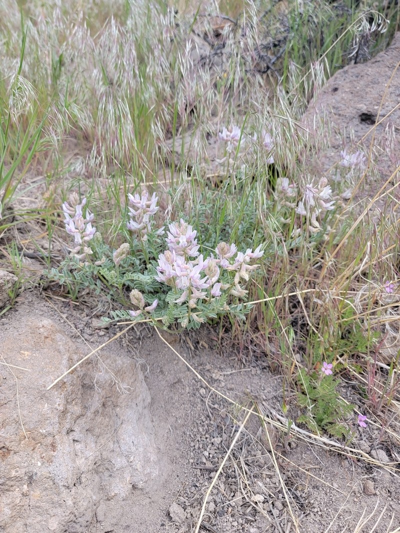 Anderson's Milkvetch photo 6