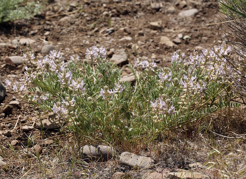 Anderson's Milkvetch photo 7
