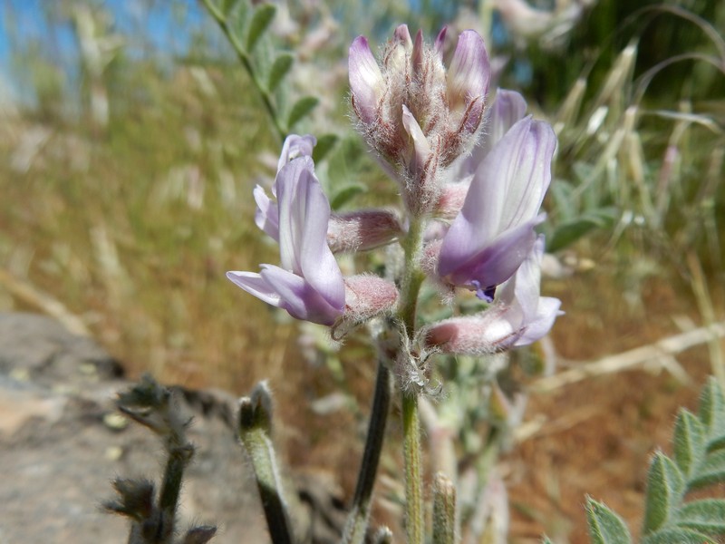 Anderson's Milkvetch