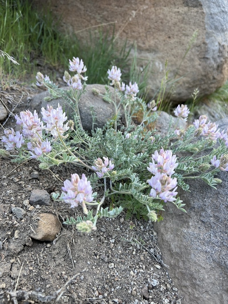 Anderson's Milkvetch photo 3