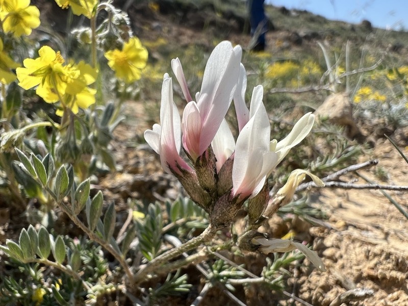 Astragalus andrasovszkyi