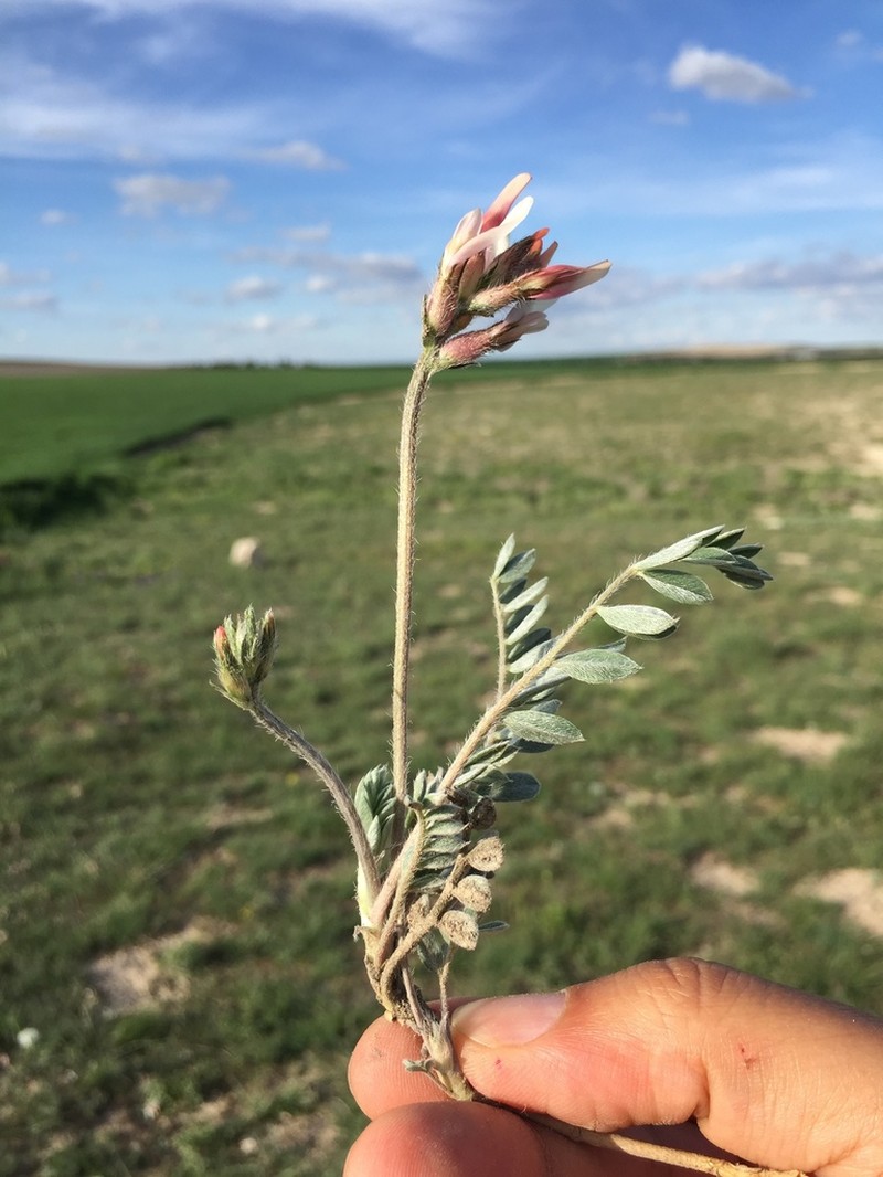 Astragalus andrasovszkyi photo 2