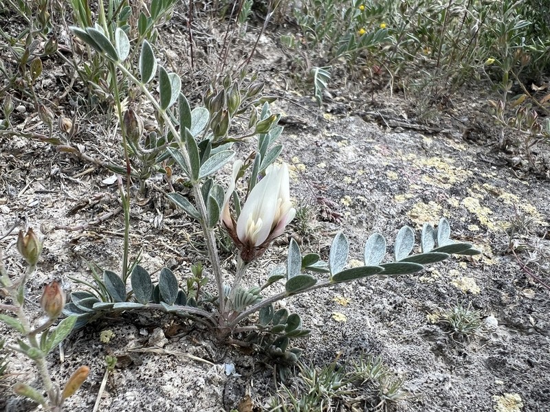 Astragalus andrasovszkyi photo 3