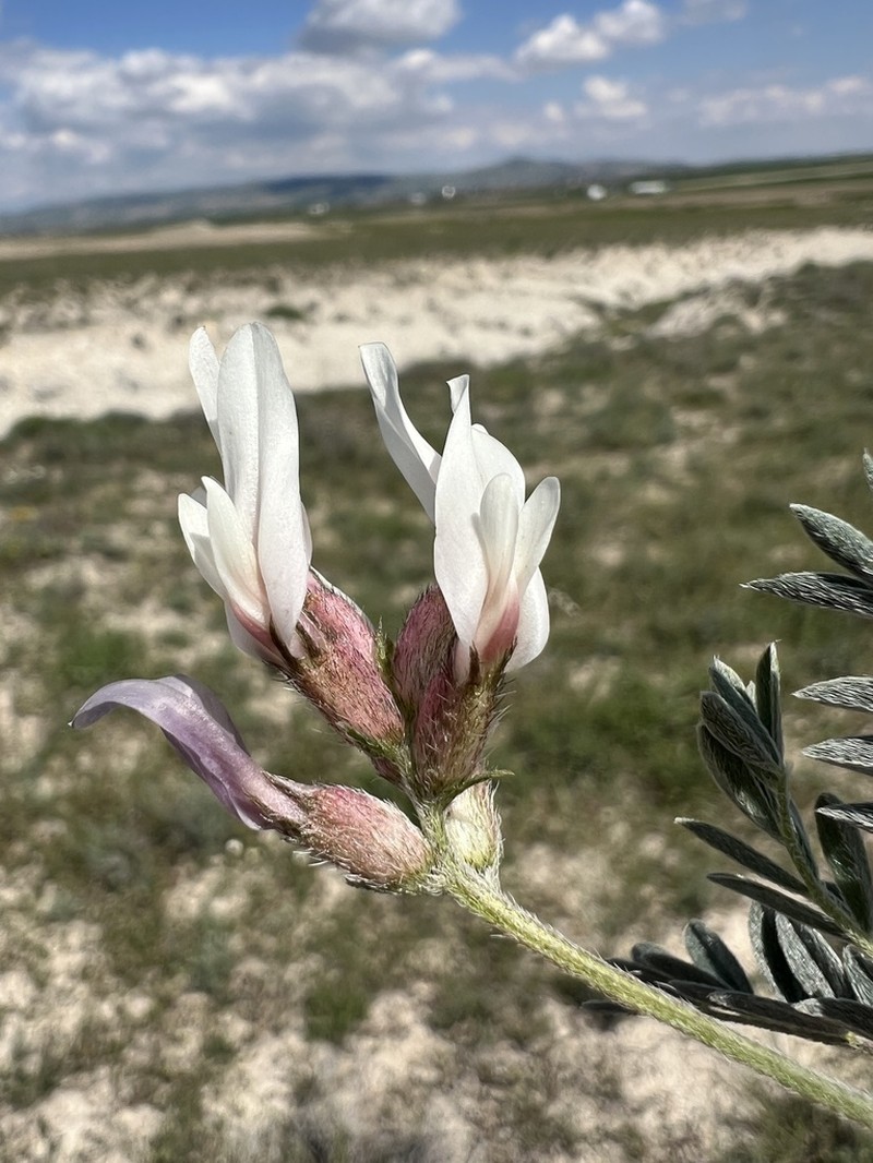 Astragalus andrasovszkyi photo 4