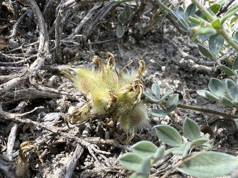 Astragalus andrasovszkyi photo 5