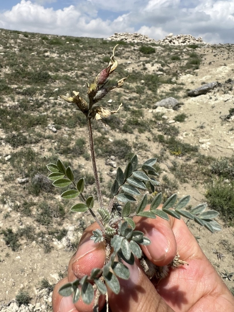 Astragalus andrasovszkyi photo 6