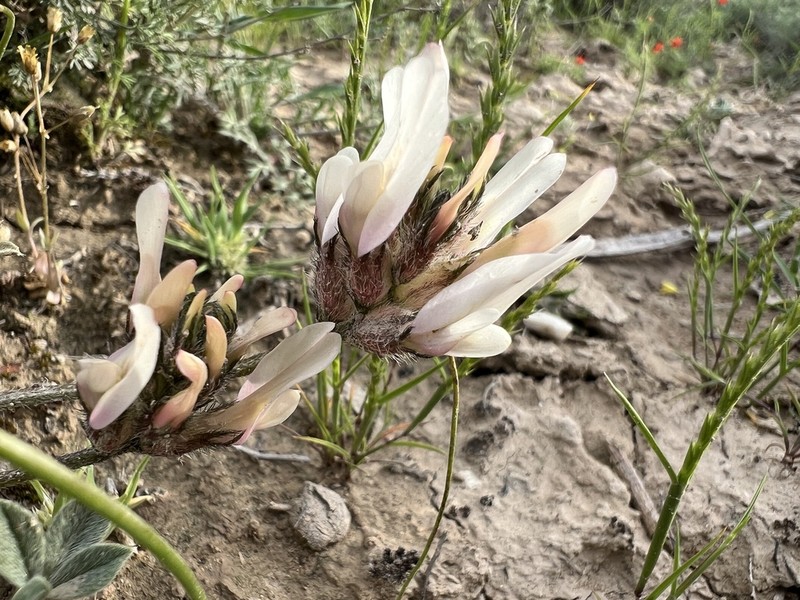 Astragalus andrasovszkyi photo 7