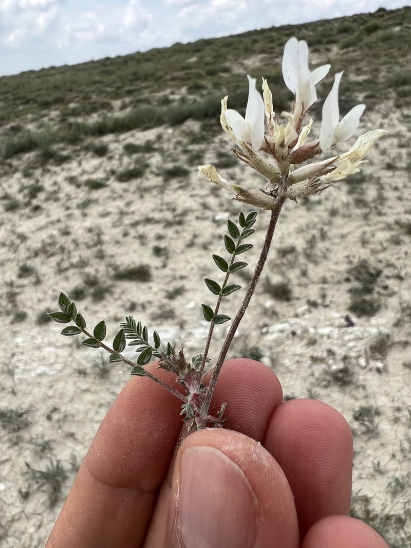 Astragalus andrasovszkyi photo 8