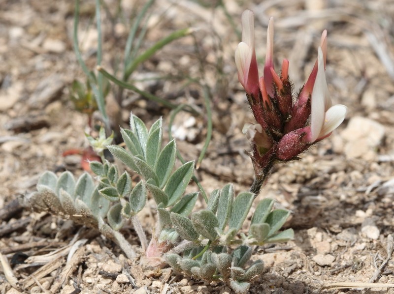 Astragalus andrasovszkyi