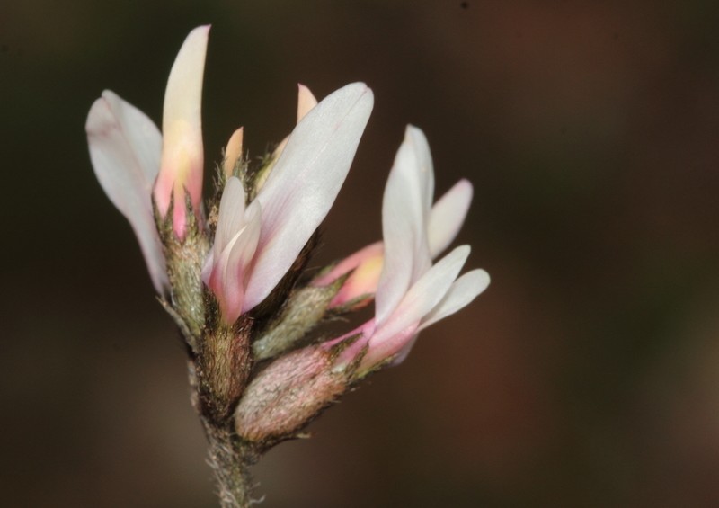 Astragalus andrasovszkyi photo 2