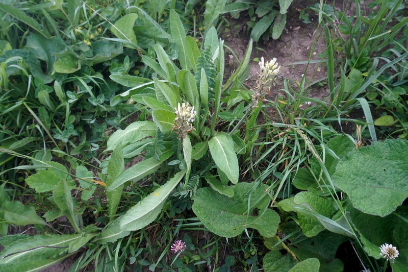 Astragalus andreji-sytinii
