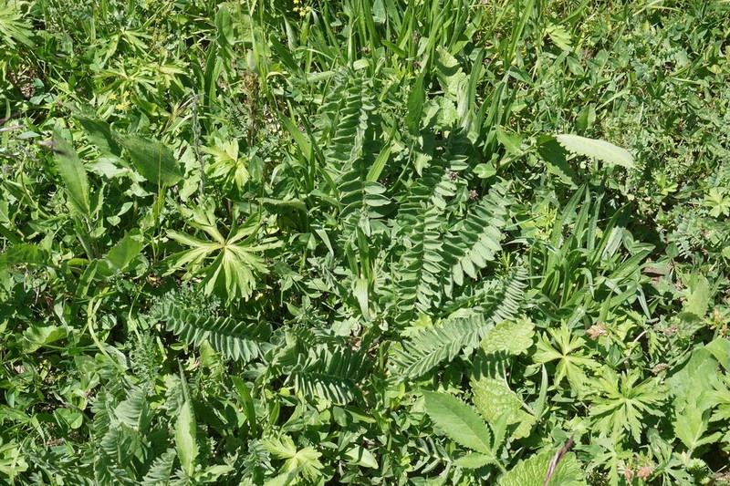 Astragalus andreji-sytinii photo 2