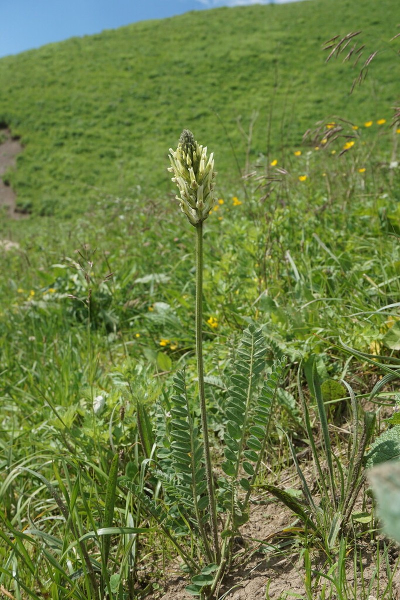 Astragalus andreji-sytinii photo 3