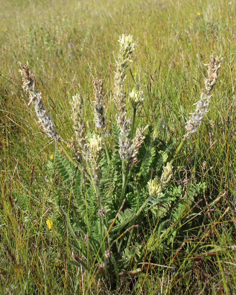 Astragalus andreji-sytinii photo 5