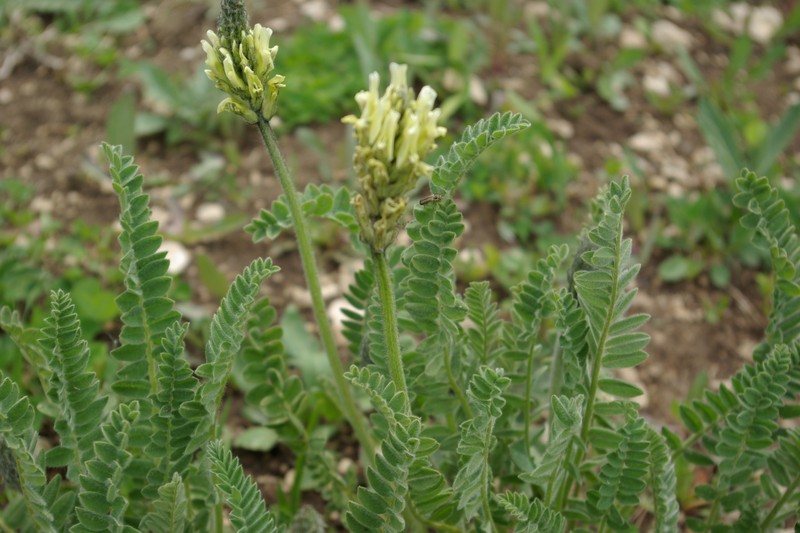 Astragalus andreji-sytinii photo 7