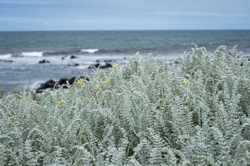 Astragalus anemophilus photo 3