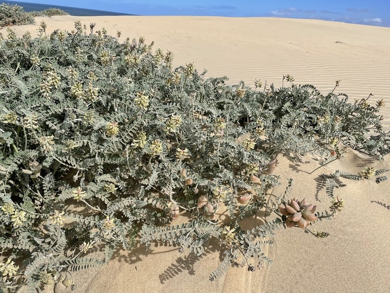 Astragalus anemophilus photo 4