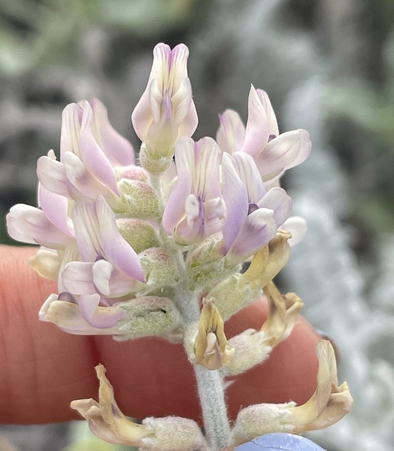 Astragalus anemophilus photo 5