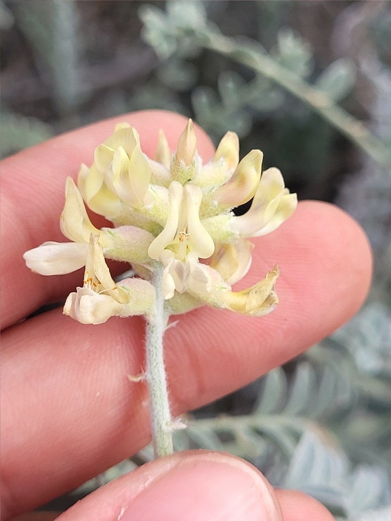 Astragalus anemophilus photo 6