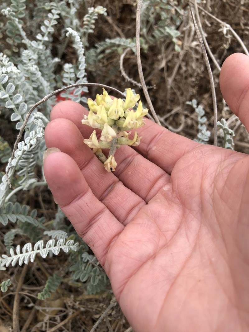 Astragalus anemophilus photo 7