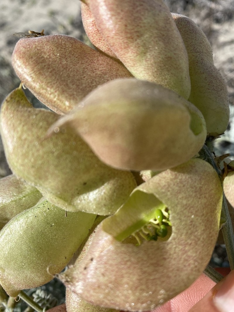 Astragalus anemophilus photo 3