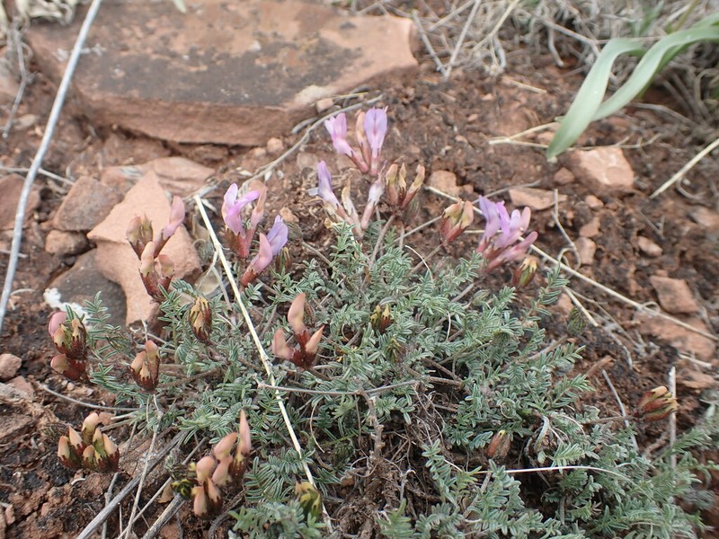 Astragalus angarensis
